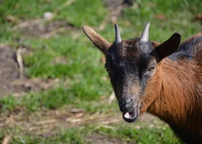 De Rulse Hoeve * Heeze