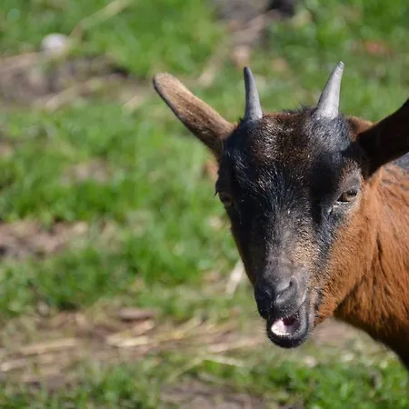 De Rulse Hoeve * Heeze
